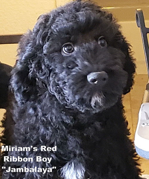 australian labradoodle